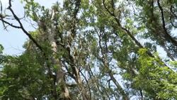 Wildlife around the Willamette Valley, Oregon News Clip