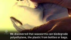 Scientist discovers waxworm that eats through plastic News Clip