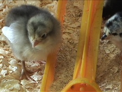 Los ciclos de los seres vivos: recapitulando Instructional Video