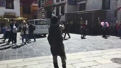 Pilgrim kneels piously on Barkhor Street. Stock Footage