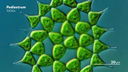 The Tiny Worlds Inside of Single-Celled Organisms Instructional Video