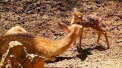 Wildlife scene. Beautiful young fallow whitetail deer, wild mammal animal in forest surrounding. Spotted, Chitals, Cheetal, Axis, Cervus nippon or Japanese deer grazing in natural habitat in the sun. Stock Footage