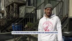 Flatbush man works to find home for abandoned dog News Clip