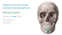 Regions of the head and neck Instructional Video
