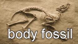 Fossils Are Amazing Instructional Video