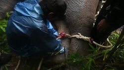 CLEAN : Myanmar rangers relocate wild elephants to safety News Clip