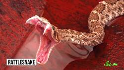 Behold—Poisonous Snakes! (Yes, You Read That Right) Instructional Video