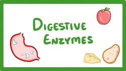 GCSE Biology - Digestive Enzymes #17 Instructional Video