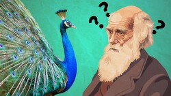 The Surprising Power of Sex in Evolution Instructional Video