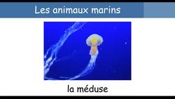 Sea animals in French - French vocabulary 12 Instructional Video