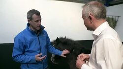 Cinders the horse recovers after acid attack Stock Footage