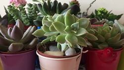 Lots of succulent cactus flower close up Stock Footage