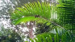 palm leaf Stock Footage