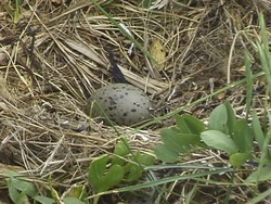 Ciclos de vida: ¿que son los ciclos de vida? Instructional Video