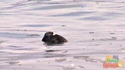 The Playful World of Sea Otters Instructional Video