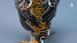 The plight of the Attwater's prairie-chicken, Fighting for survival Instructional Video