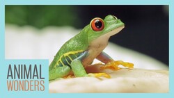 Goma The Red Eyed Tree Frog Instructional Video