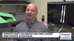 Bracing For Her Future: Baby Giraffe Fitted With Orthotic News Clip