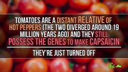 Spicy Tomatoes and 4 Other GMOs That Could Save Lives Instructional Video