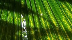 palm leaf Stock Footage