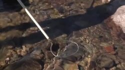 CLEAN : Oxygen-starved fish relocated amid drought conditions in France News Clip