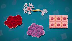 I WONDER - How Small Are Cells? Instructional Video