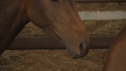 AUSTRALIA: Rescued horses and livestock from farms effected by wildfires News Clip