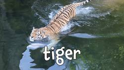 Animals That Swim! Learning Names of Animals Who Can Swim for Kids Instructional Video