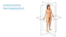 Dorsal vs Ventral Instructional Video