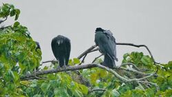 Black vultures on branch under the rain in tropical climate Stock Footage