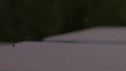 separation buckwheat seeds production line agricultural Stock Footage