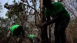 Seeds planted to help reforestation of Beki forest Instructional Video