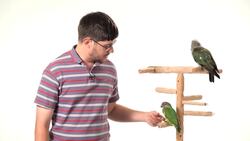 8 Parrot Training Do's & Don'ts Instructional Video