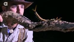 Top 10 Predators of North America! Instructional Video