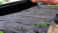 4K Slow motion footage scene of Vietnamese workers dry silk clothes when sunrise in tan chau village, an giang, Vietnam, latest village of ancient culture to dyed, Tradition and Conservation culture concept Stock Footage