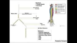 ORGANIZE! Posterior Forearm Muscle Innervation Instructional Video
