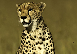 Perezoso contra guepardo Instructional Video