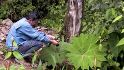 CLEAN : Colombian photographer documents world's largest variety of butterflies News Clip