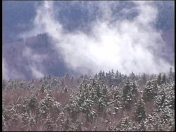 Forests: What Is a Forest? Instructional Video