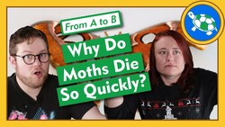 Why Do Moths Die So Quickly? - From A to B Instructional Video