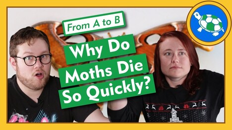 Why Do Moths Die So Quickly? - From A to B