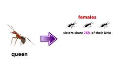 Mechanisms of Natural Selection Altruism and Kin Selection Instructional Video
