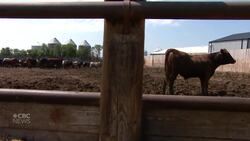 Livestock producers face challenging season amidst Canada-U.S. trade battle News Clip