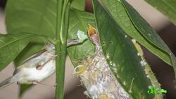 7 Nests That Will Change How You Think of Birds Instructional Video