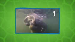 What Exactly Are Sea Cows? Instructional Video
