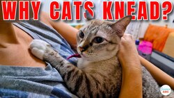 Why Do Cats Lift Their Paws Up and Down? Instructional Video