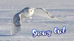 Endangered Owls and Conservation Instructional Video