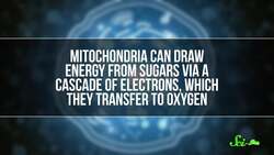 Meet Our Nitrogen-Breathing Bacterial Relative Instructional Video
