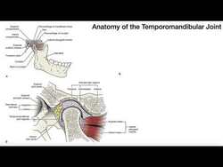 Basic Anatomy of the Temporomandibular Joint (TMJ) Instructional Video