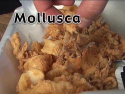 Simple Animals: Investigating Mollusks Instructional Video